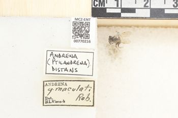 Media type: image;   Entomology 770216 Aspect: Labels